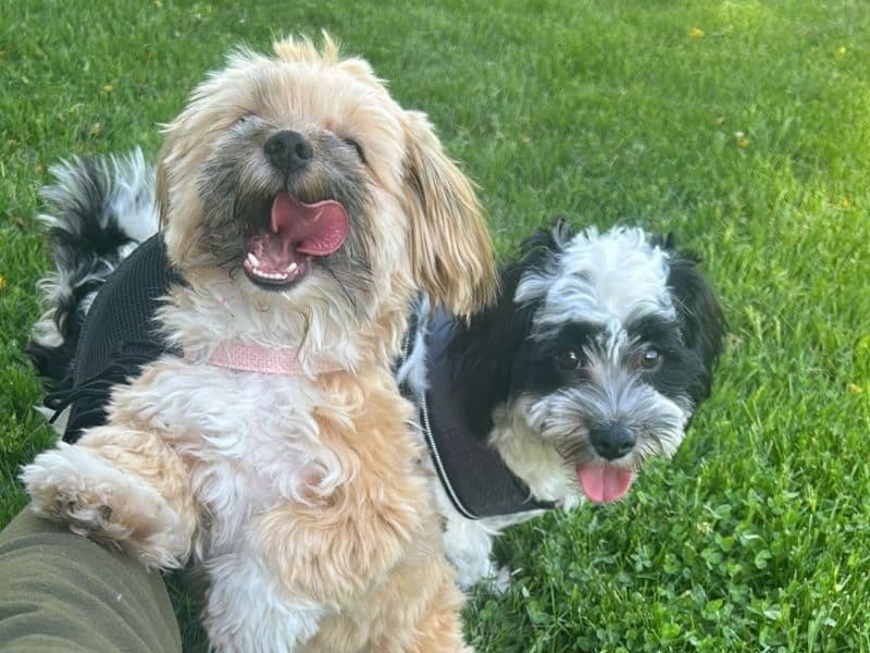 Oreo primary photo