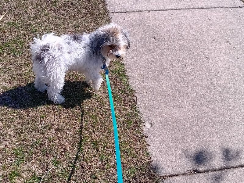 Oreo primary photo