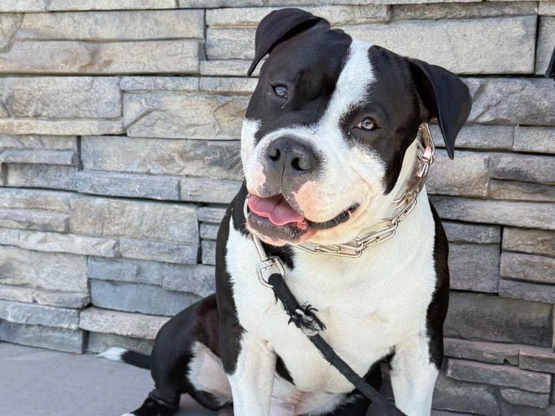 Zeus primary photo