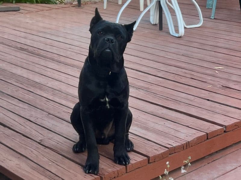 Gunner primary photo