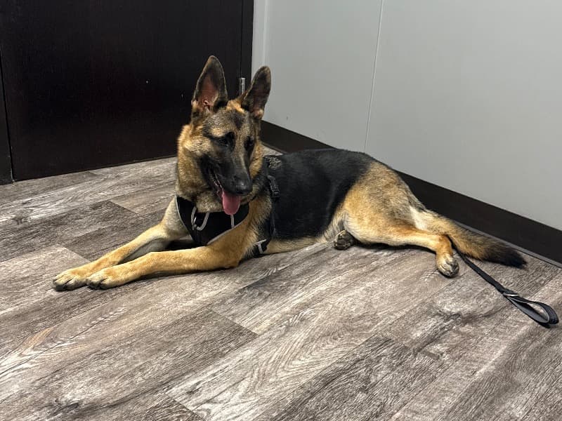 German Shepherd 1 year 2 months old female large named Ocelot for breeding in Cook County, Illinois | Petmeetly