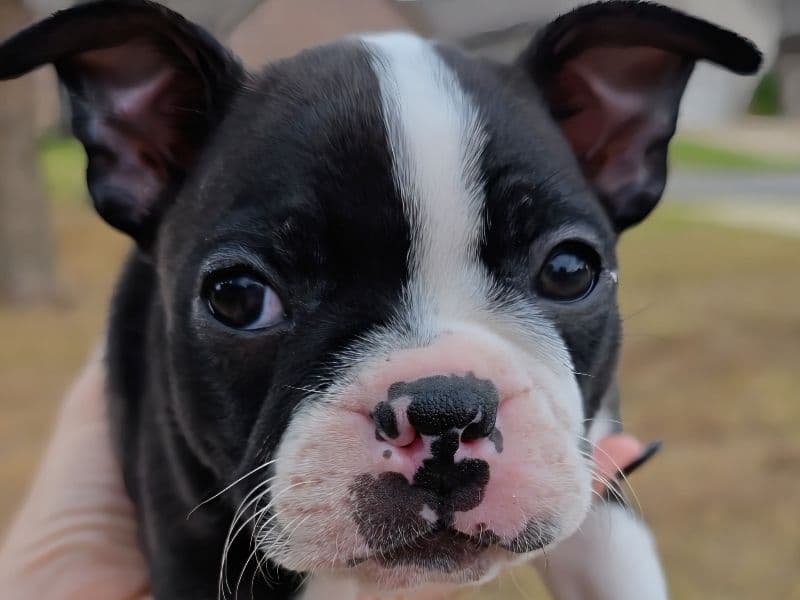 Boston Terrier 3 months old female small named Female 1 for sale in Oklahoma County, Oklahoma | Petmeetly