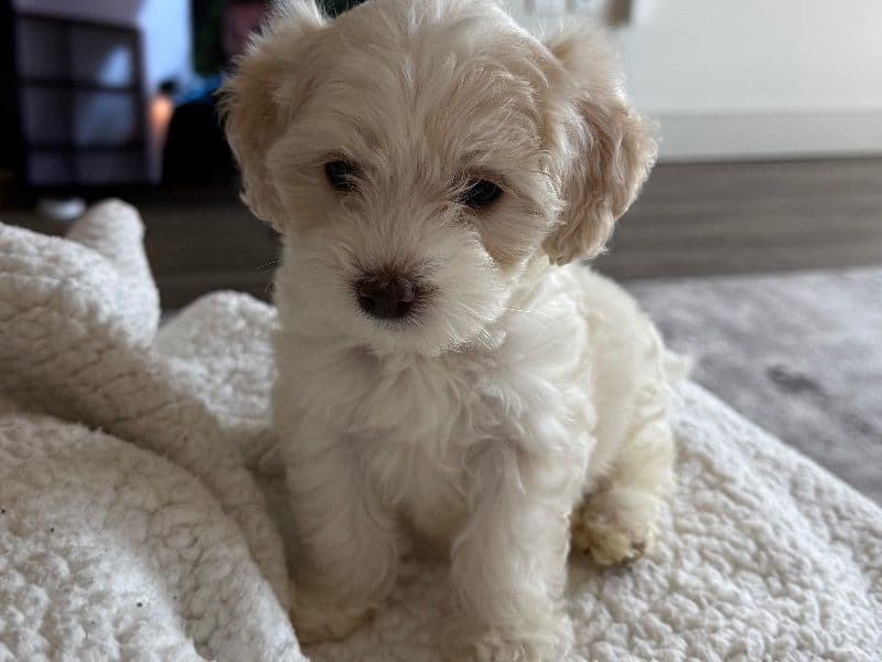 Milo primary photo