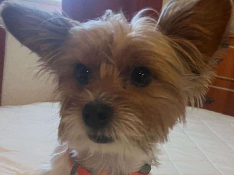 Yorkshire Terrier 2 years 8 months old male small named Chewy for breeding in Sacramento County, California | Petmeetly