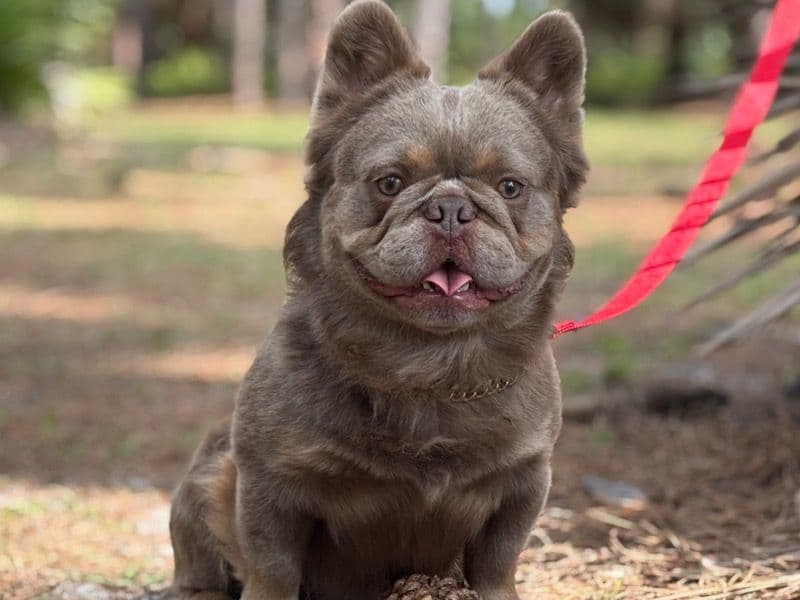 French Bulldog 2 years 9 months old male small named Mr.lyon for breeding in St. Lucie County, Florida | Petmeetly