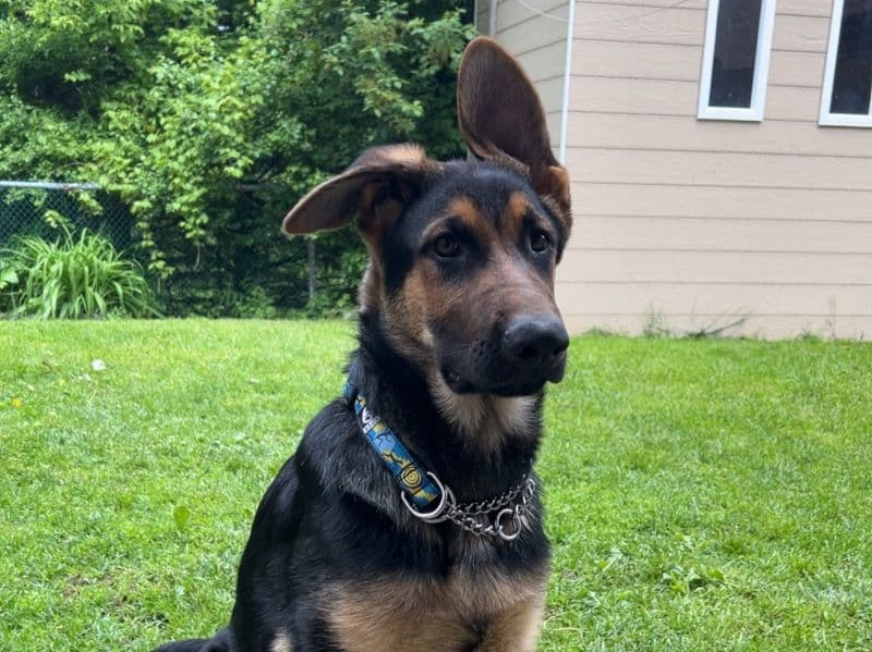 Max primary photo