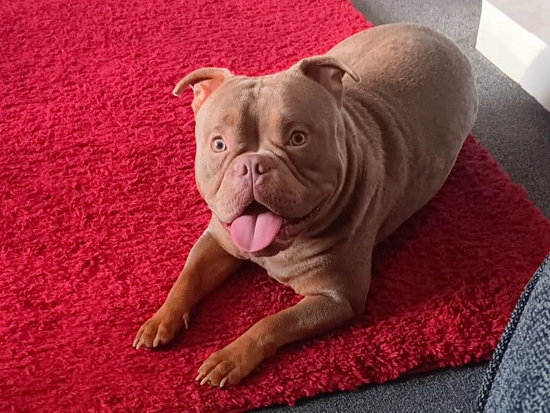 Buster primary photo