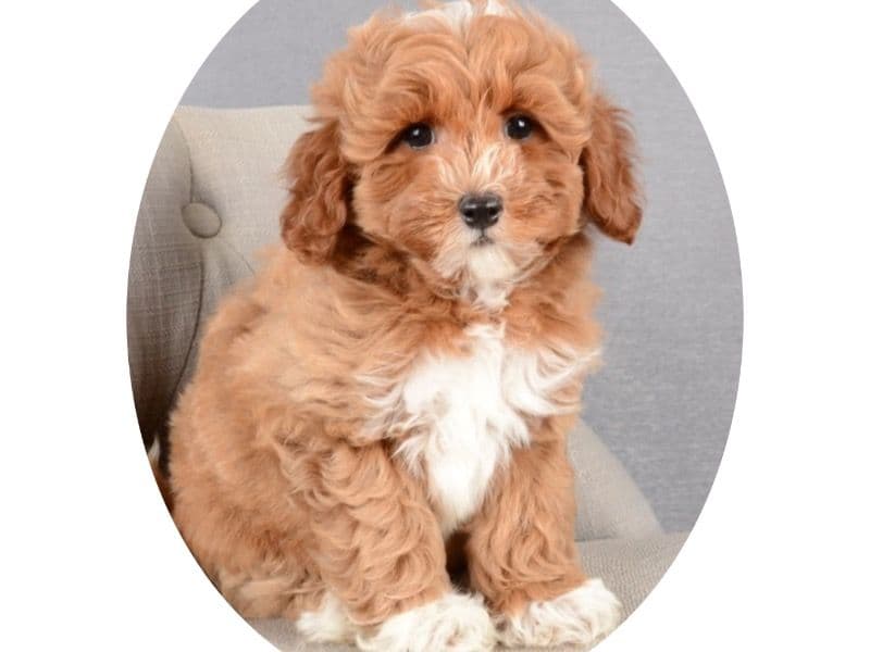 Waffles primary photo