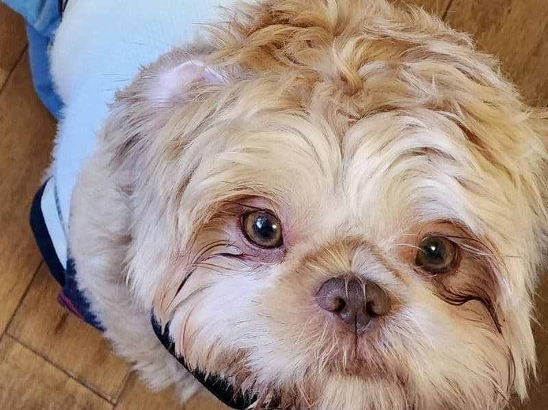 Coco primary photo