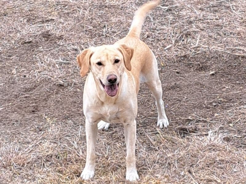 Buttercup primary photo