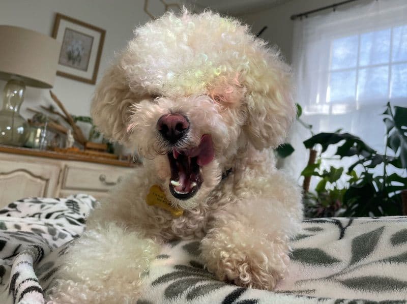 Teddy primary photo