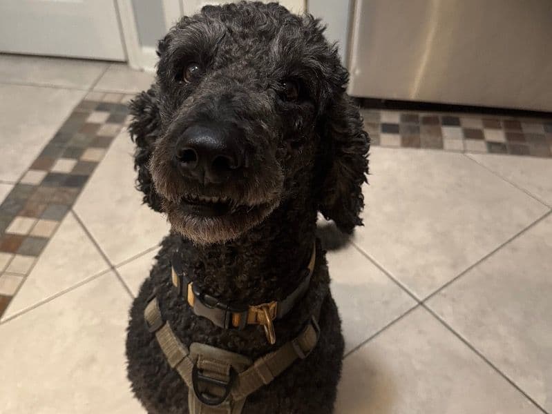 Kylo primary photo