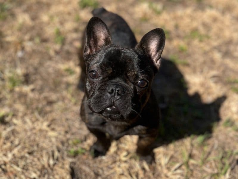 French Bulldog 1 year 1 month old male small named Keeba for sale in Lake County, Florida | Petmeetly