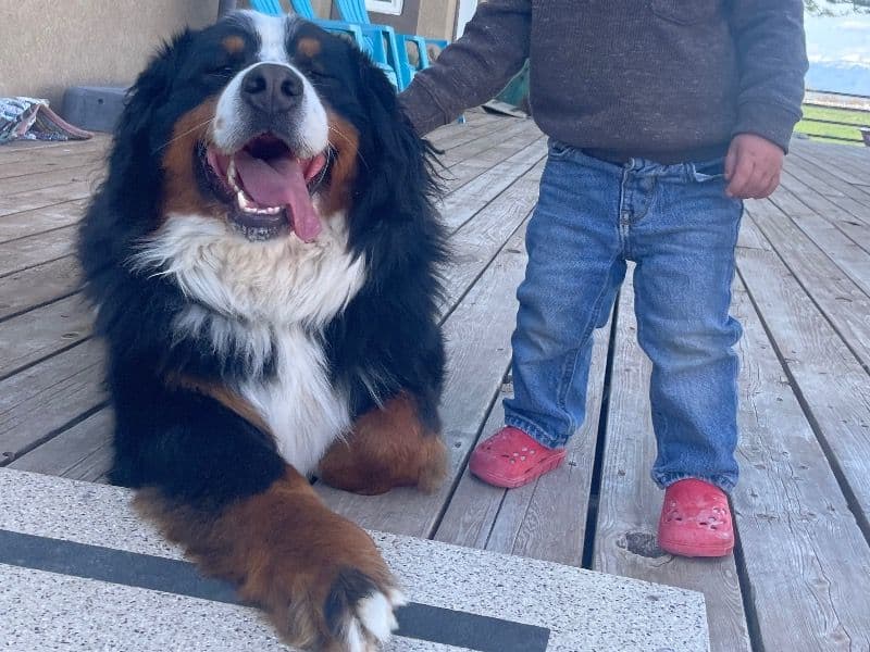 Bruno primary photo