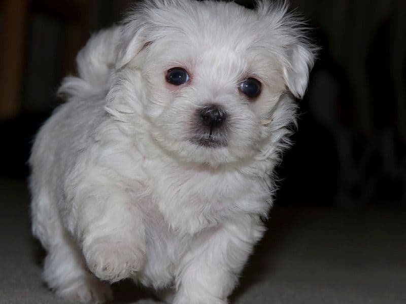 Maltese 11 months old female small named Bellari for adoption | Petmeetly