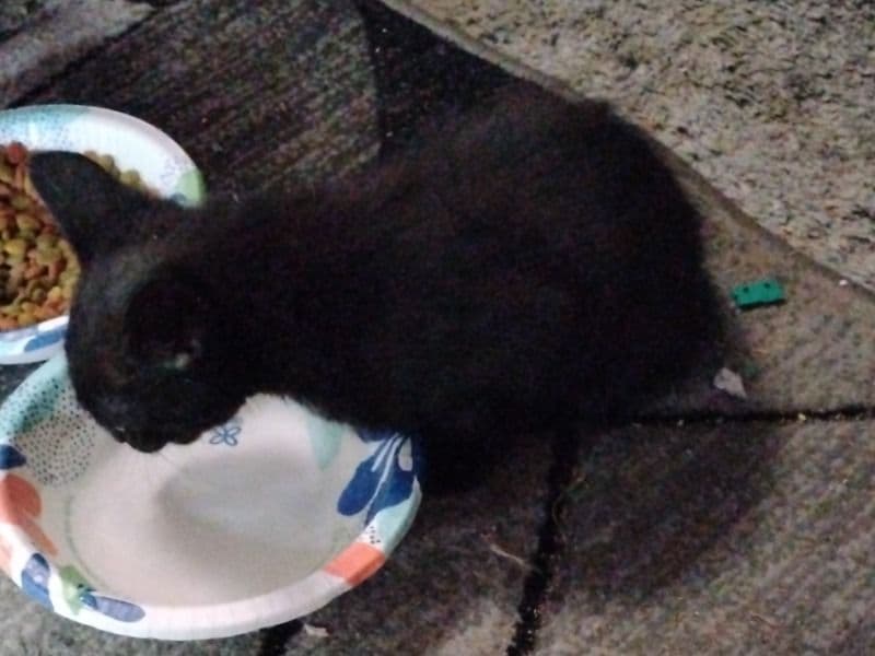 American Shorthair 6 months old male named Na for sale in El Paso County, Colorado | Petmeetly