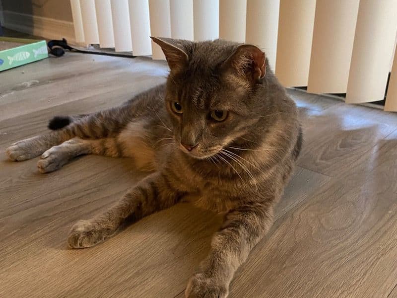 Smokey primary photo