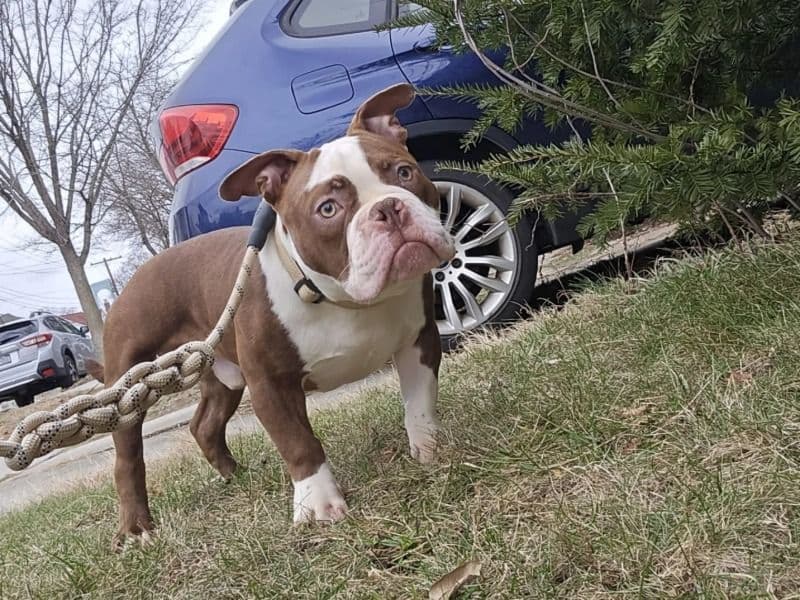 American Bully 1 year 5 months old male medium named Patch for sale in Queens County, New York | Petmeetly
