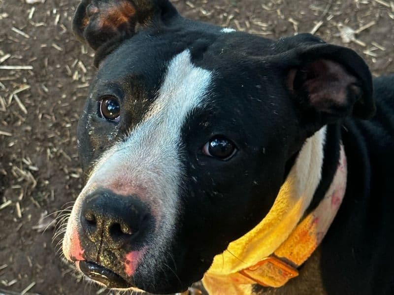 Boxer 3 years 2 months old female medium named Nyla for adoption in Hardin County, Kentucky | Petmeetly