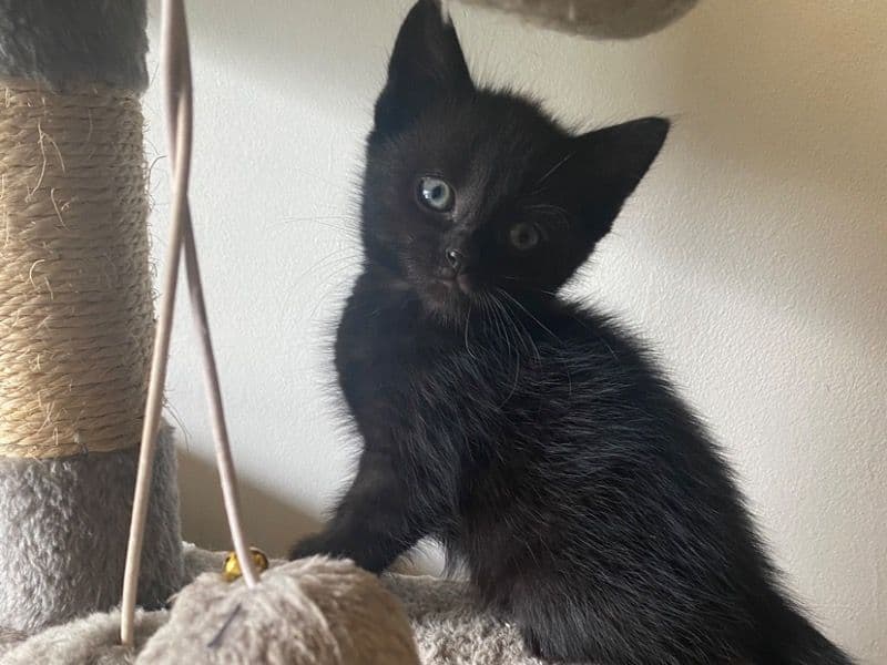 Two Black/brown Kittens primary photo