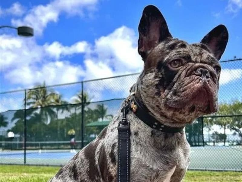 Bowser primary photo