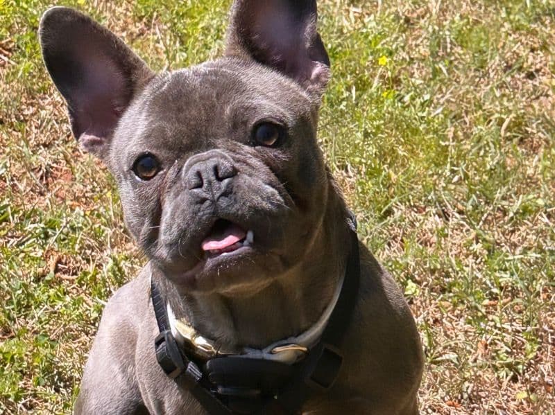Luna primary photo