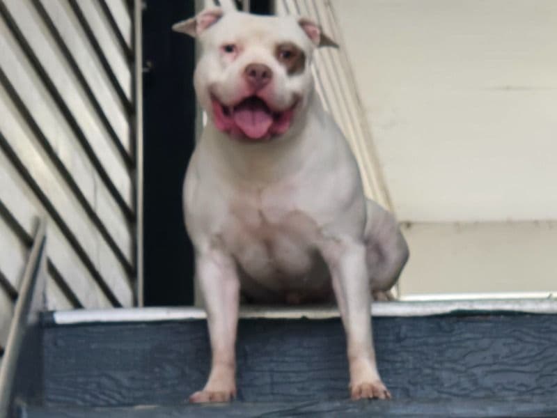 Rocco primary photo