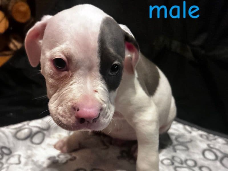 American Bully 4 months old male small named Echo for adoption in Sacramento County, California | Petmeetly