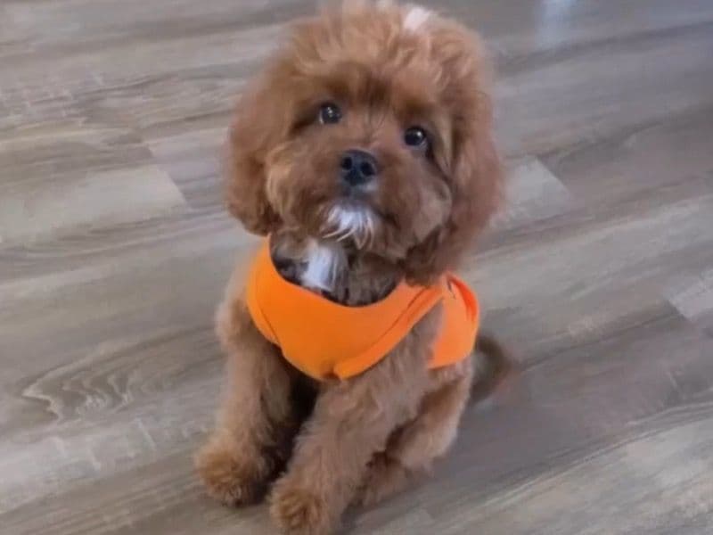 Cavalier King Charles Spaniel 3 years 4 months old male small named Khazmir for sale in Allegheny County, Pennsylvania | Petmeetly