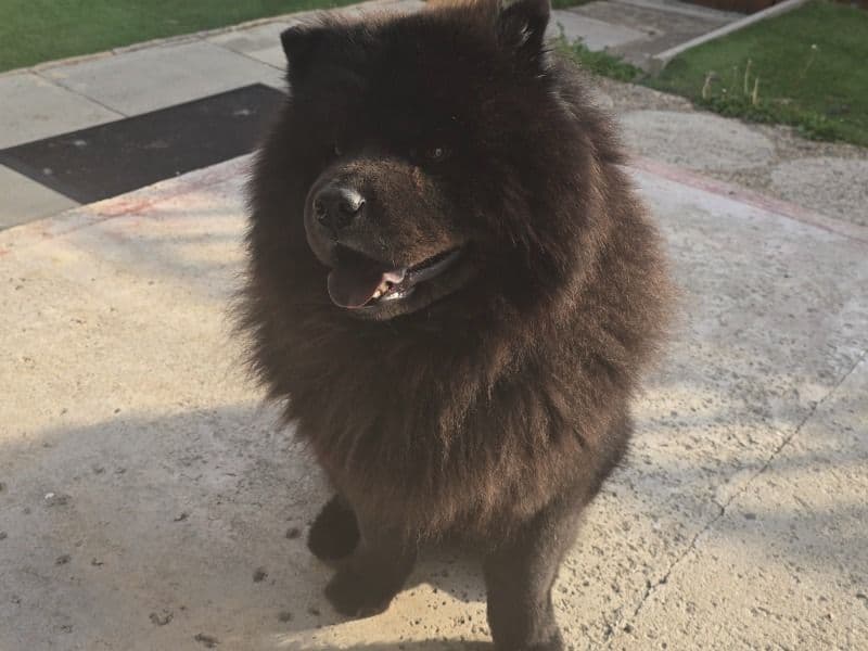 Baloo primary photo