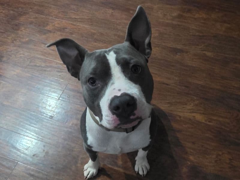 Zeus primary photo