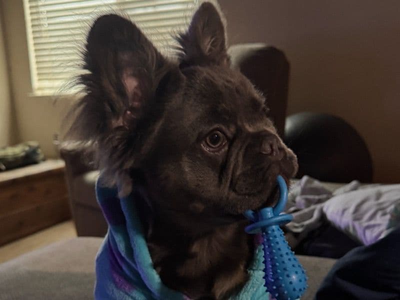 Koa primary photo
