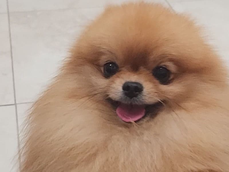 Simba primary photo