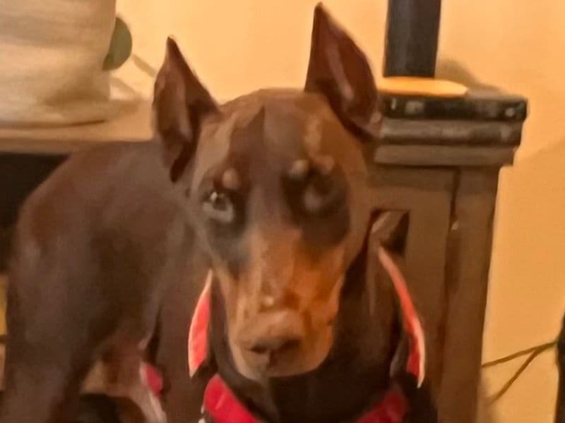 Doberman 4 years old female large named Ginger for sale in Henry County, Georgia | Petmeetly