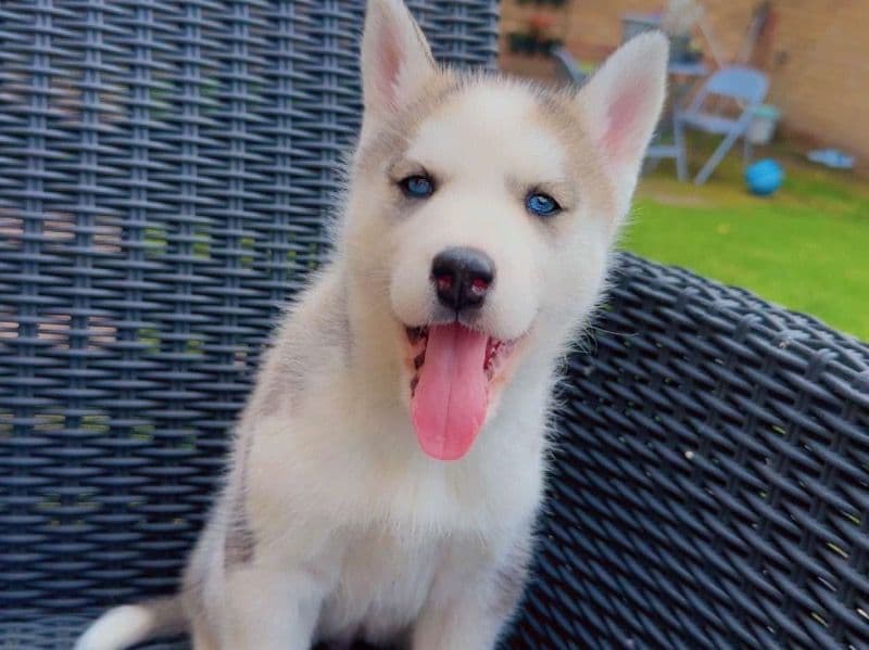 Siberian Husky 5 months old female small named Puppy for sale in Stoke-on-Trent, England | Petmeetly