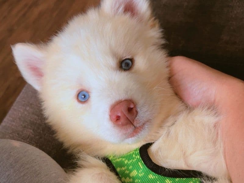 Wolf primary photo