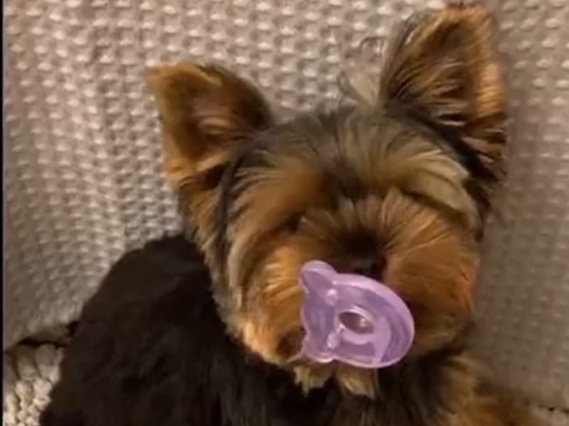 Yorkie primary photo