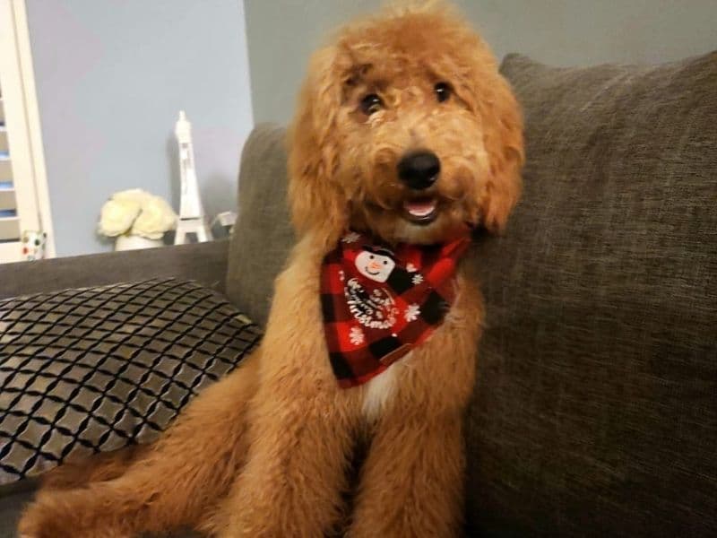 Golden Retriever 3 years old male medium named Romeo for breeding in Salt Lake County, Utah | Petmeetly