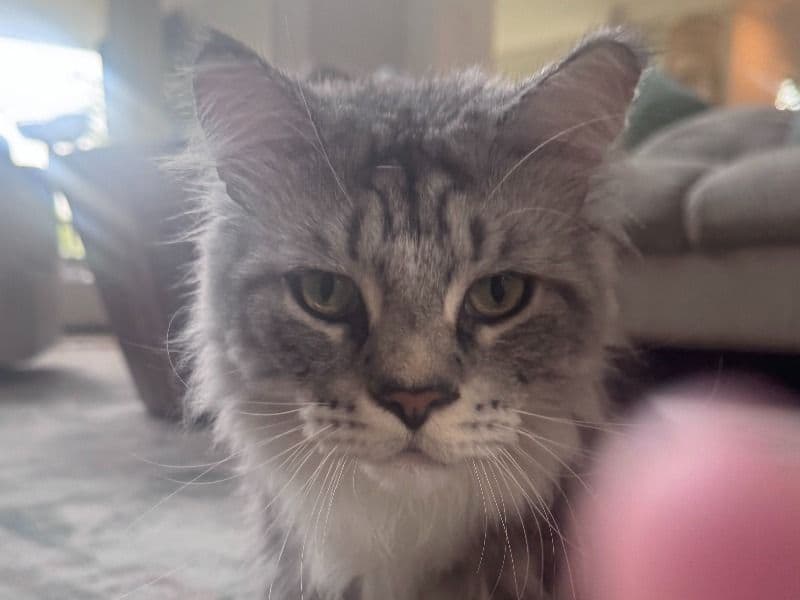 Pickles primary photo
