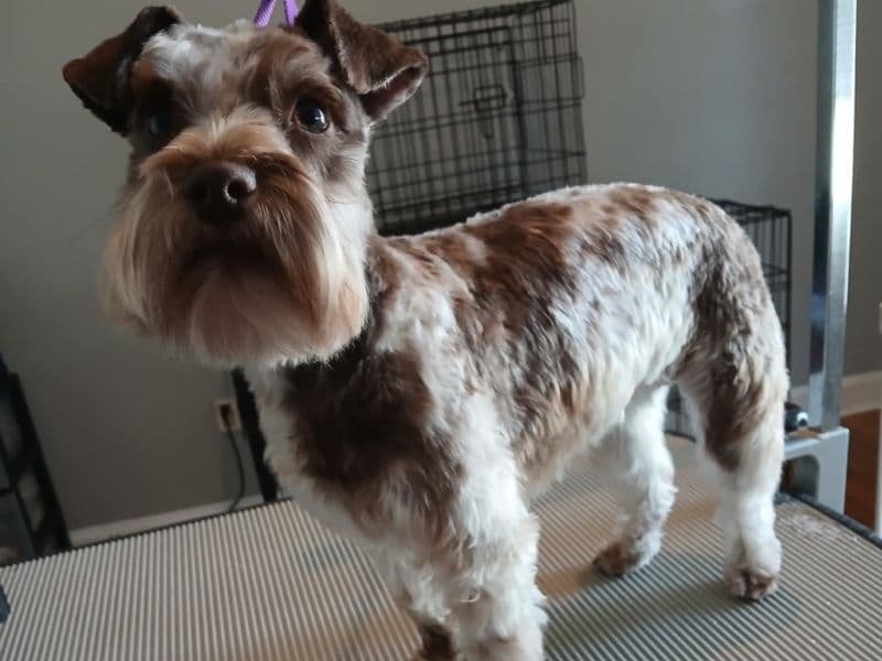 Freyja primary photo