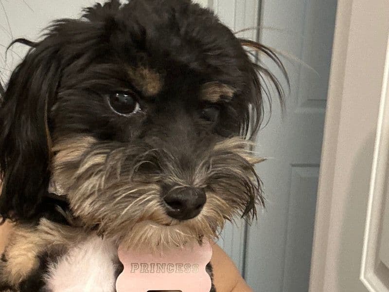 Toy Poodle 7 months old female small named Princess for sale in Salt Lake County, Utah | Petmeetly