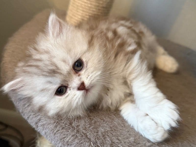 Scottish Straight 3 months old male named Boris for sale in Denver, Colorado | Petmeetly