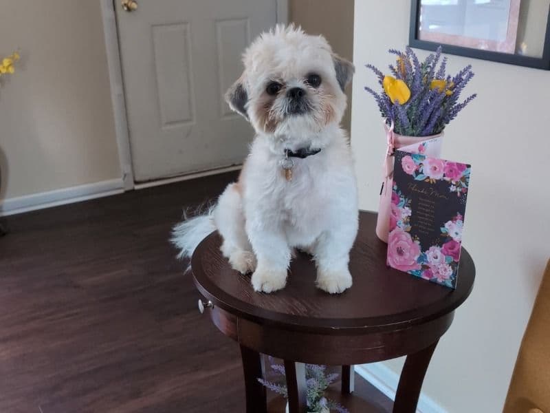 Shih Tzu 1 year 7 months old male small named Tanner for sale in Franklin County, Ohio | Petmeetly
