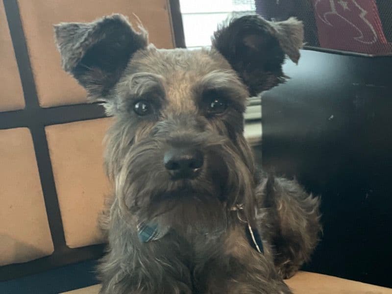 Bruno primary photo