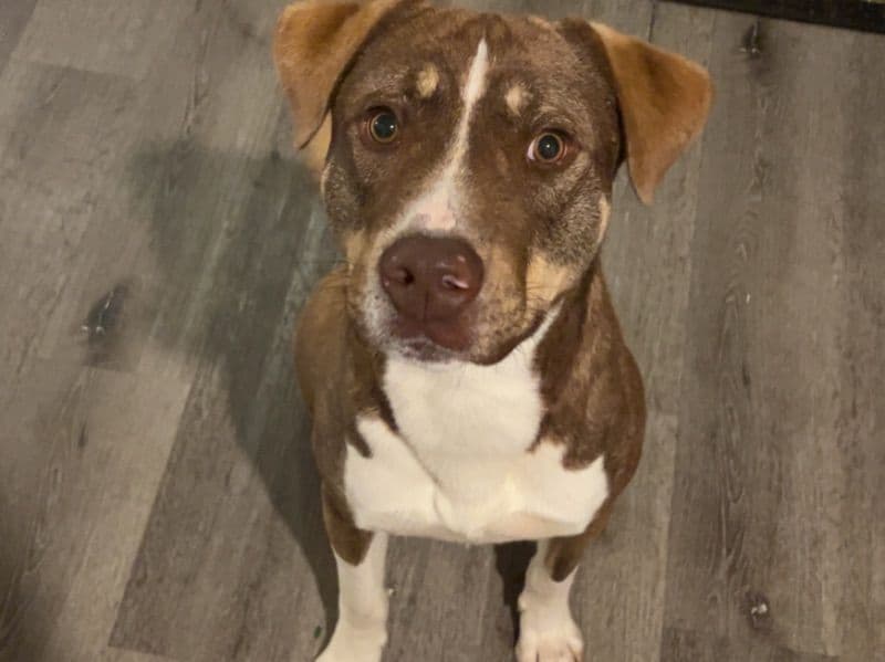 American PitBull Terrier 1 year 2 months old male medium named Kris for sale in Mason County, Washington | Petmeetly