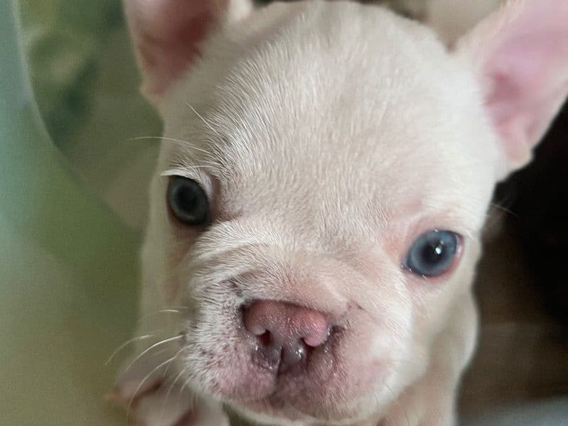 Baby Blu primary photo