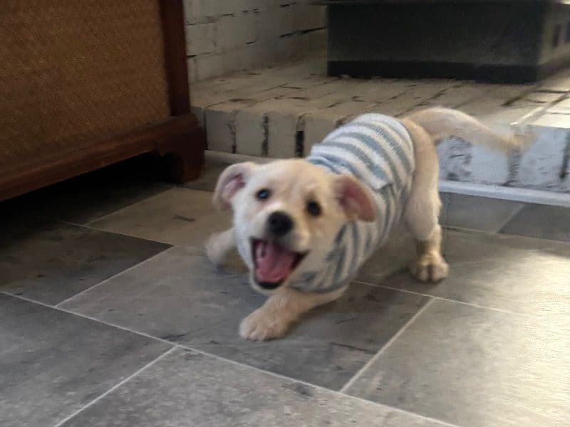 Airedale Terrier 5 months old male medium named Picado for sale in Yakima County, Washington | Petmeetly