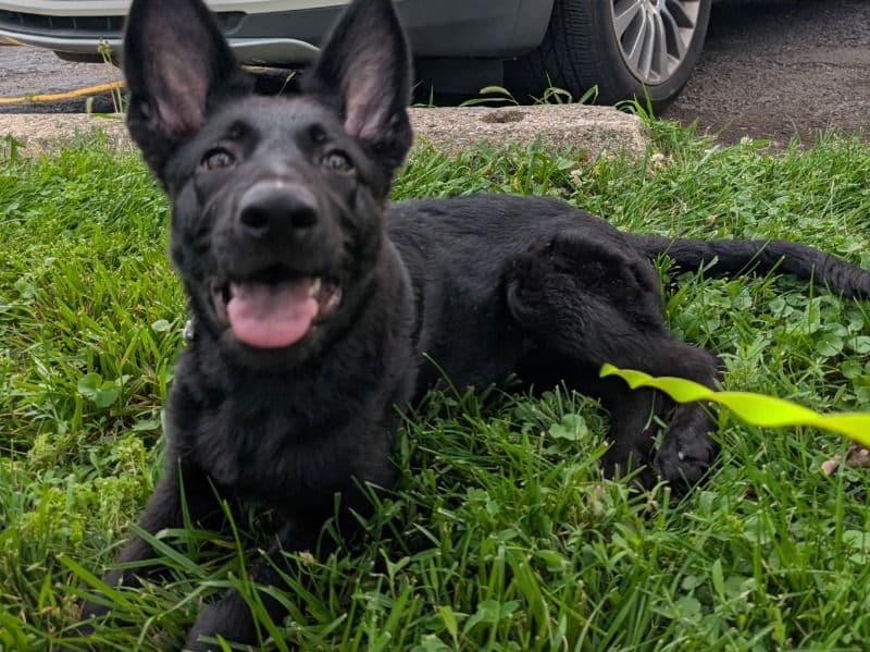 Black German Shepherd 9 months old female medium named Poppy for adoption in Lake County, Illinois | Petmeetly