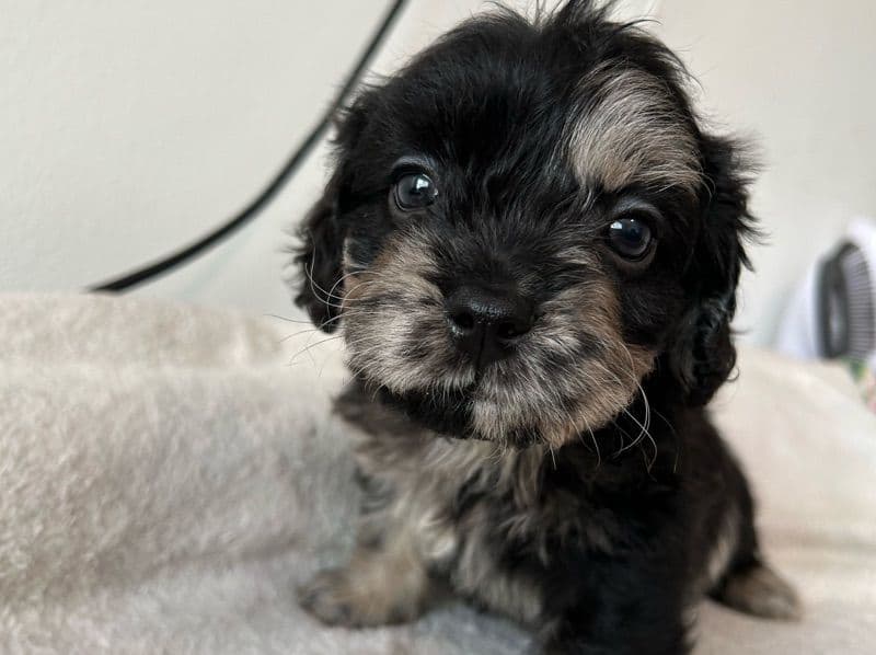 Puppy 3 primary photo