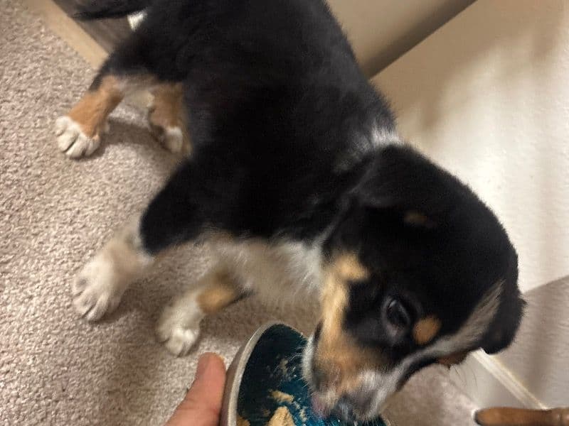 Bernedoodle 2 months old male small named Don’t Have A Name for sale in King County, Washington | Petmeetly